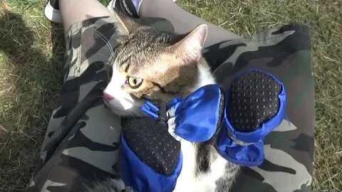 Puss in Boots Sits on My Lap