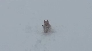 Puppy hilariously prepares to go to the bathroom in the heavy snow