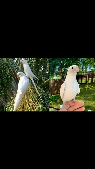 The Kiss of DEATH!! 😩💋💥🚑☠🪦 🤣🤣