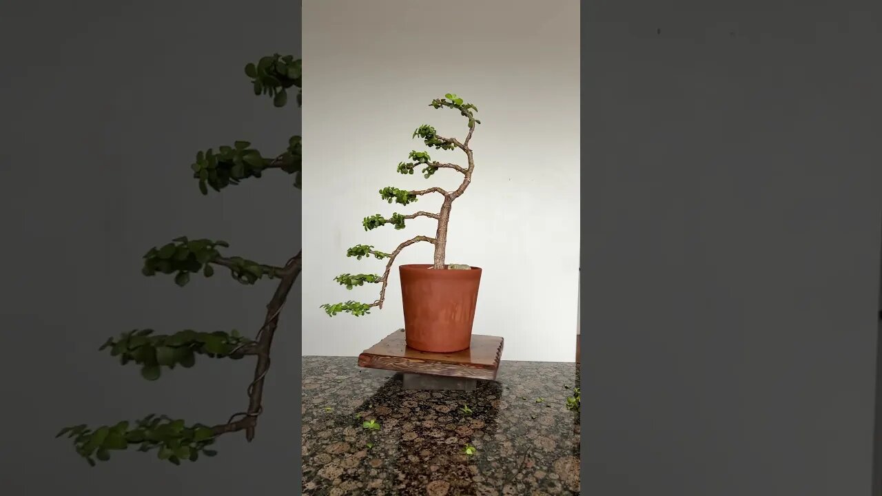 #bonsai #plants #houseplants #beauty #nature #beautiful #trending #trendingshorts #trendingvideo