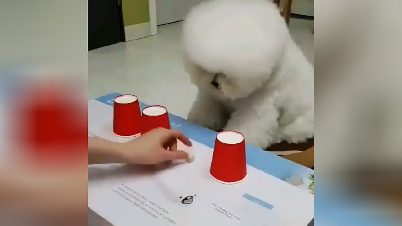 Great intelligence in the dog