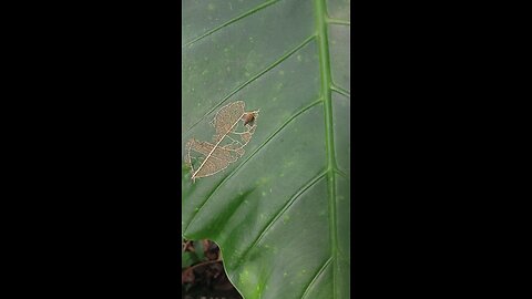 Little snail lying on the leaf enjoying the sun