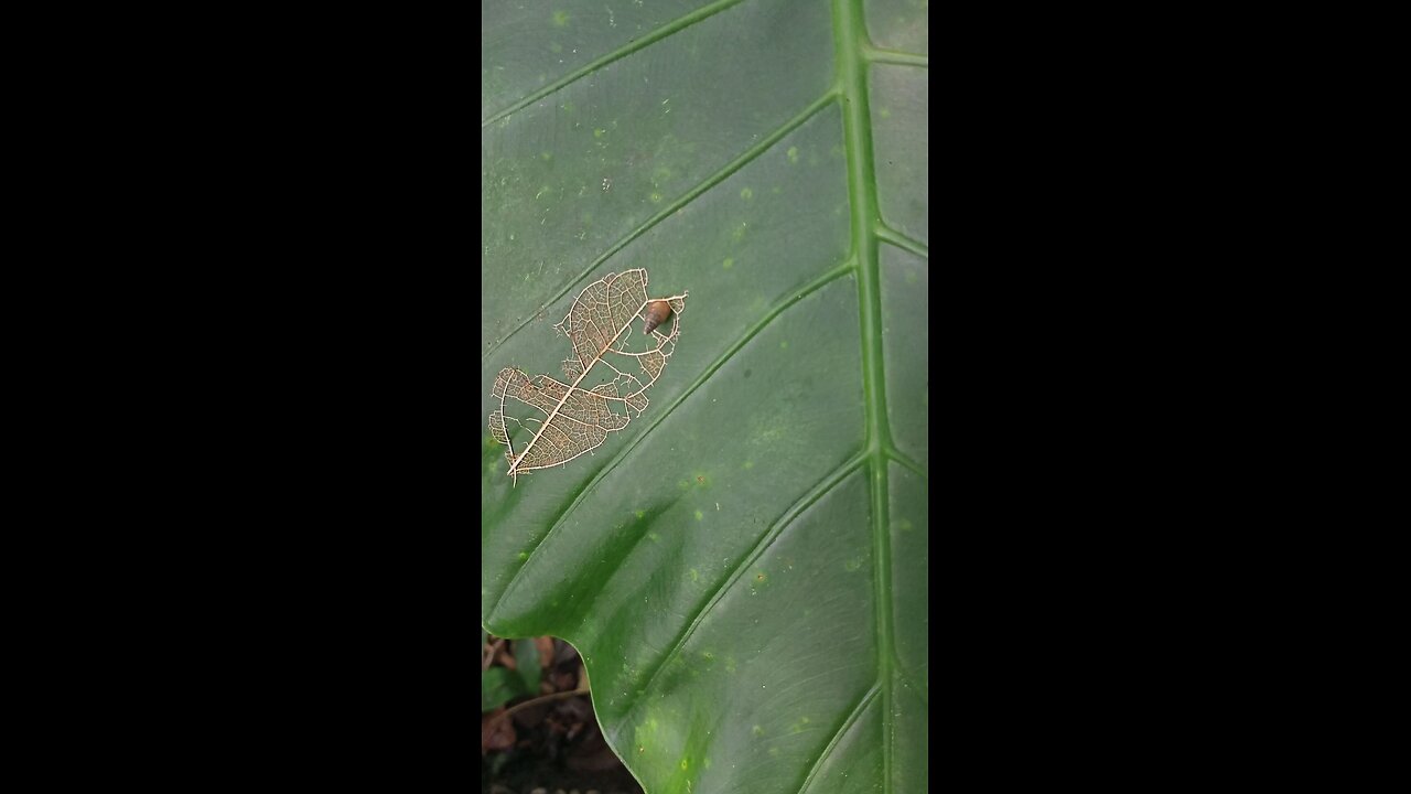 Little snail lying on the leaf enjoying the sun