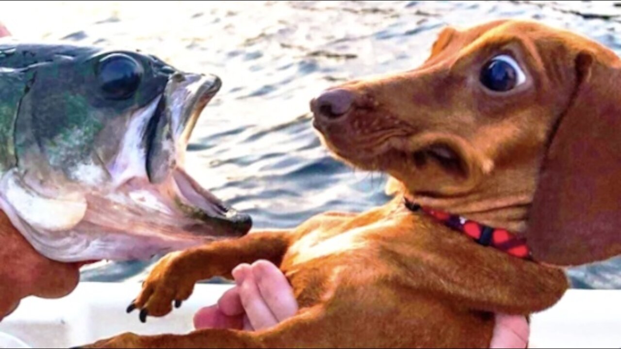 Funny Cats and Dogs Videos 😻🐶