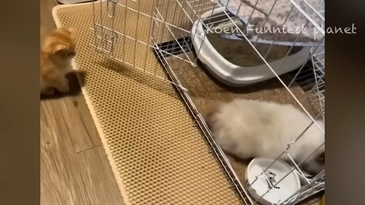 funny animal videos🤣🤣🤣🤣🤣🤣🤣🤣🤣🤣🤣