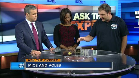 Ask the Expert: Wildlife control with mice and voles