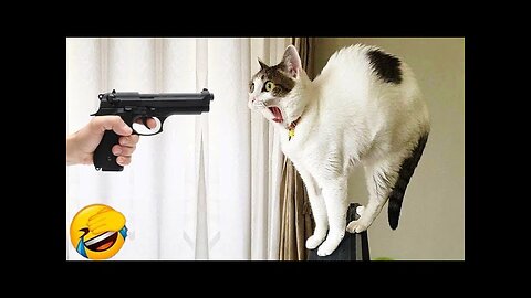 World Best Funniest🤣Cat vs animal vs Kid 🤼‍♂️ Entertainment Don't Try Laughing 🤣 2024 clips 🫡