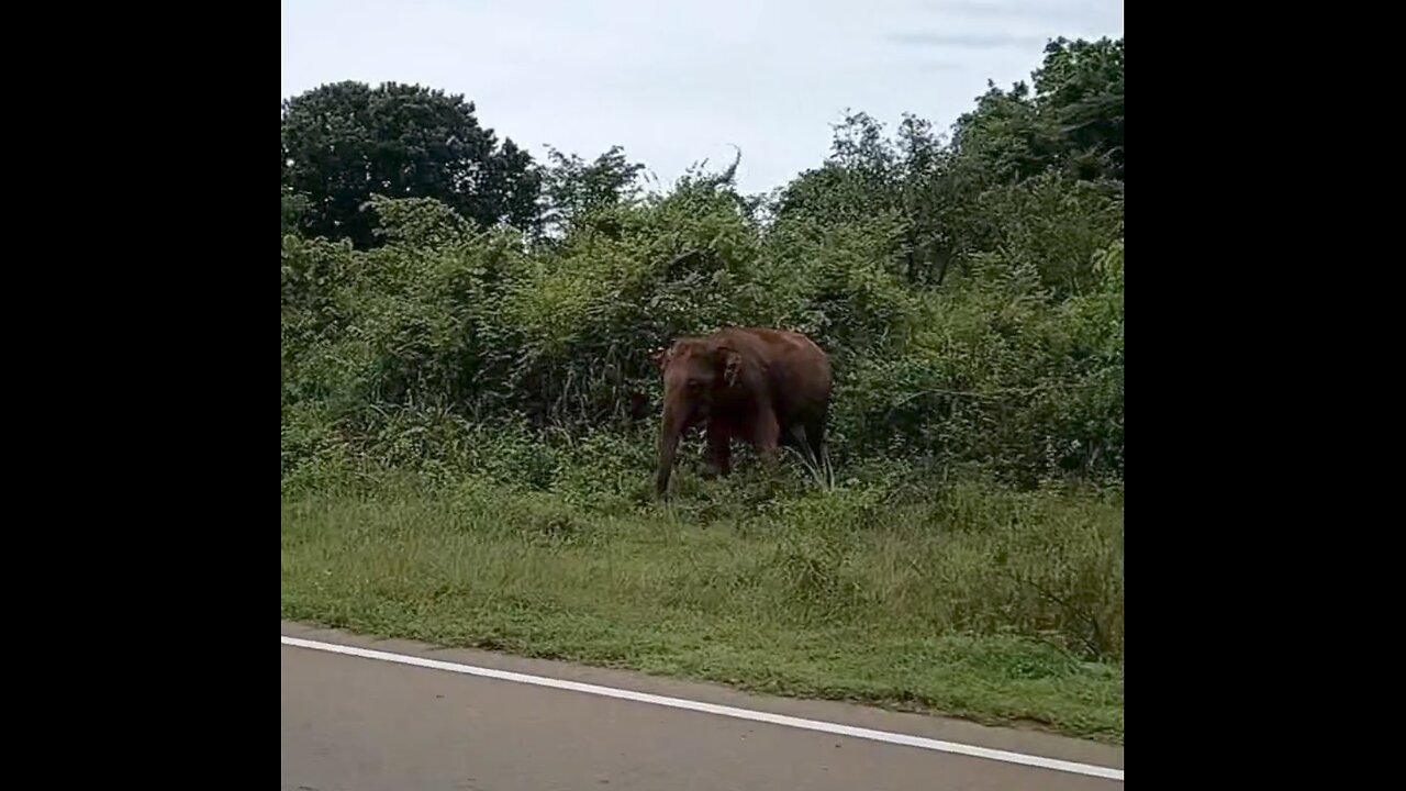 Elephant