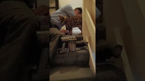 Cat rescues Dad from the vacuum #bengalcat