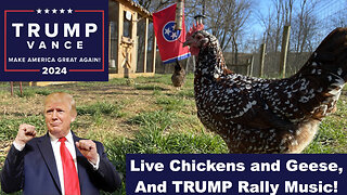 Live Chickens and Goose Cameras | Trump Rally Music