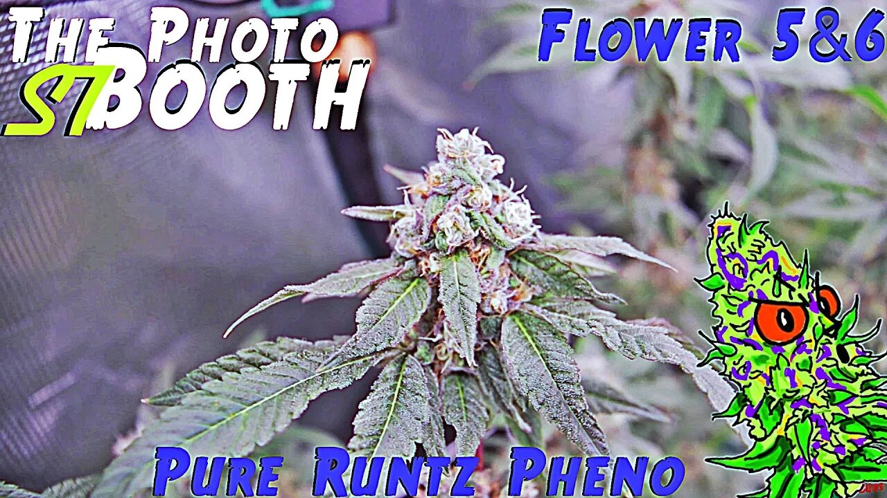 The Photo Booth S7 Ep. 9 | Flower Weeks 5 & 6 | Pure Runtz Pheno | AirCube System Grow