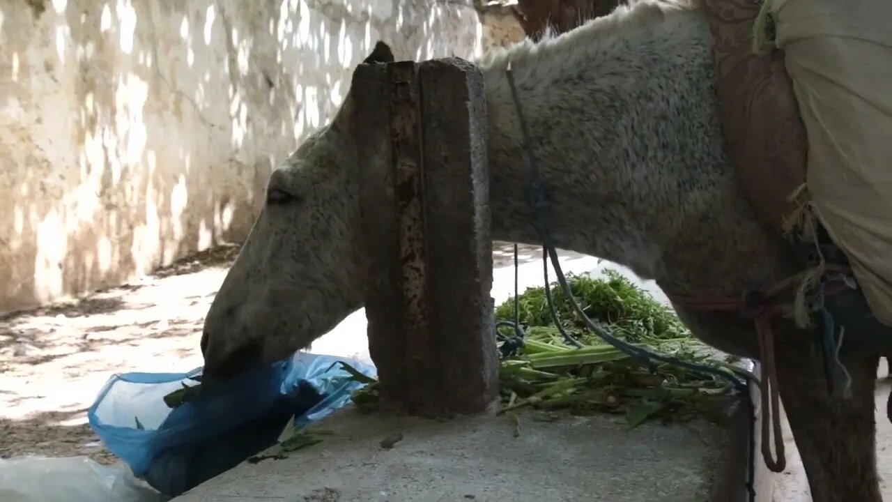 Donkey at feeding time on streets in Morocco