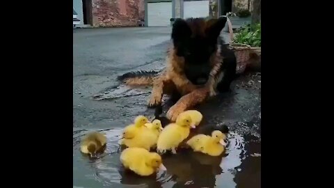 Funny animal - lovely ducks