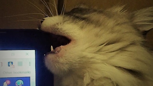 Kitty Cat Tries to Eat Computer