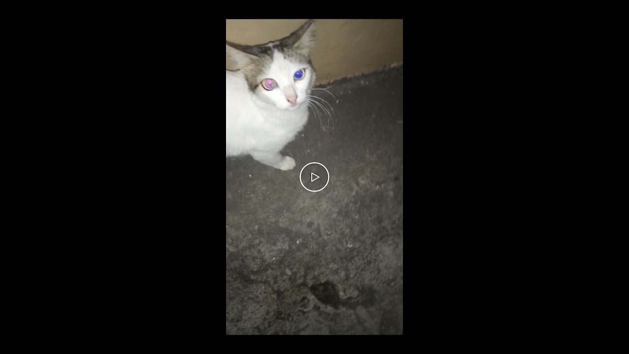 Blue eyes pets change colour night