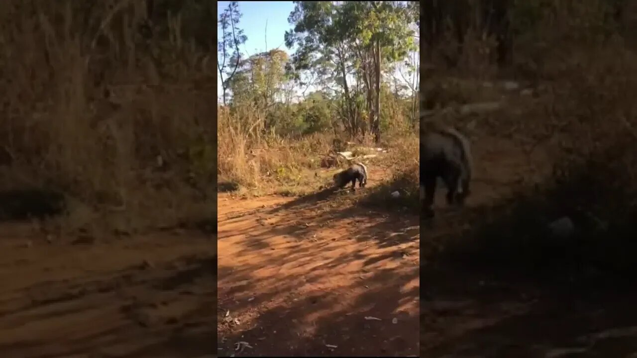 Animais nas Ruas de Brasília #shorts