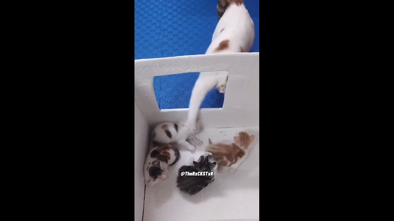 cat's cat's cat's cat's
