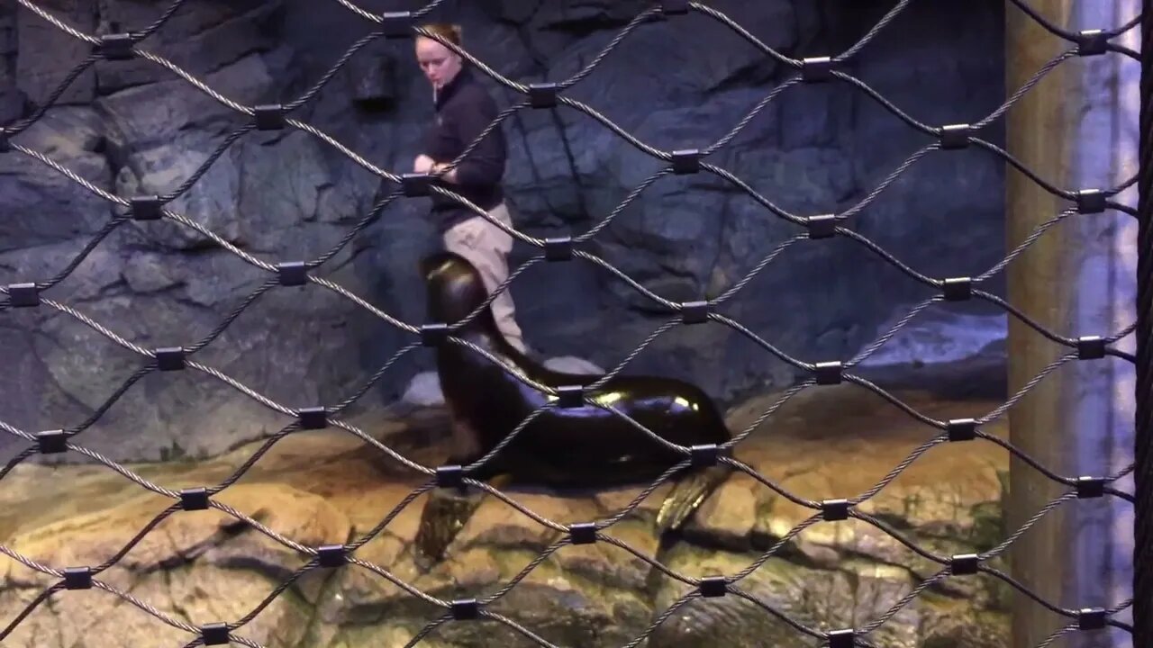 Seal being fed at Shedd aquarium