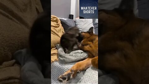 Best friends love playing or they're just fighting #shorts #pet #cat #dog