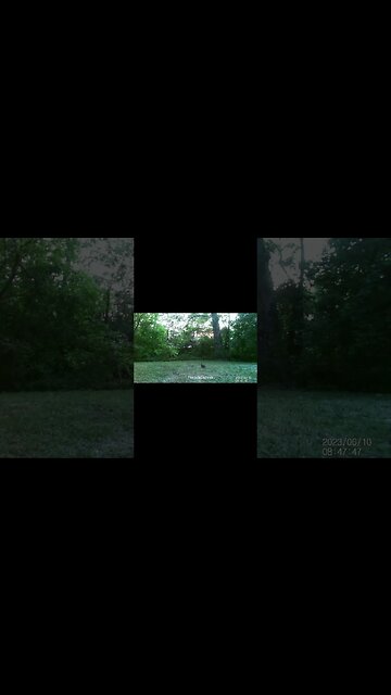 Jack's Trail Camera -- Episode 76 #shorts #trailcam