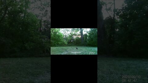 Jack's Trail Camera -- Episode 76 #shorts #trailcam