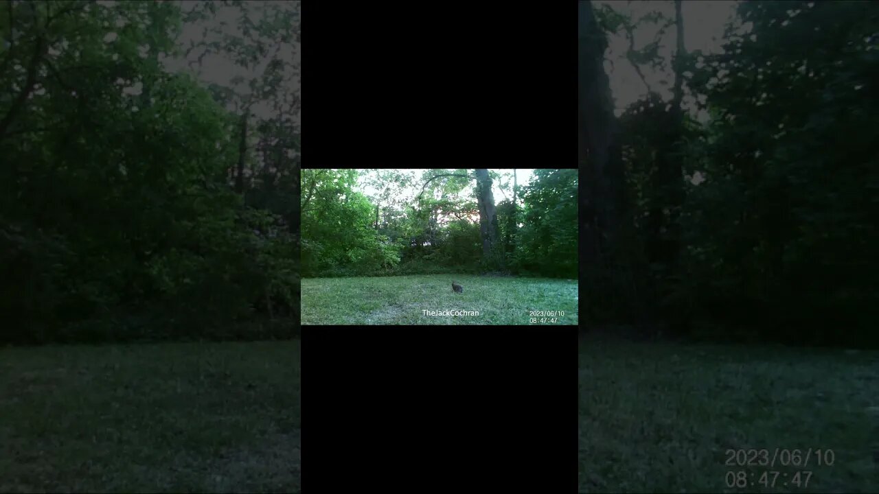Jack's Trail Camera -- Episode 76 #shorts #trailcam