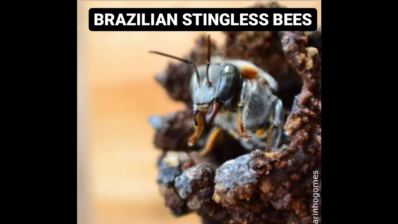 BRAZILIAN STINGLESS BEES