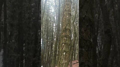 Pine Forest, Vagamon #vagamon #trending #meditation #reel #followme #reelitfeelit #reelsviral #viral