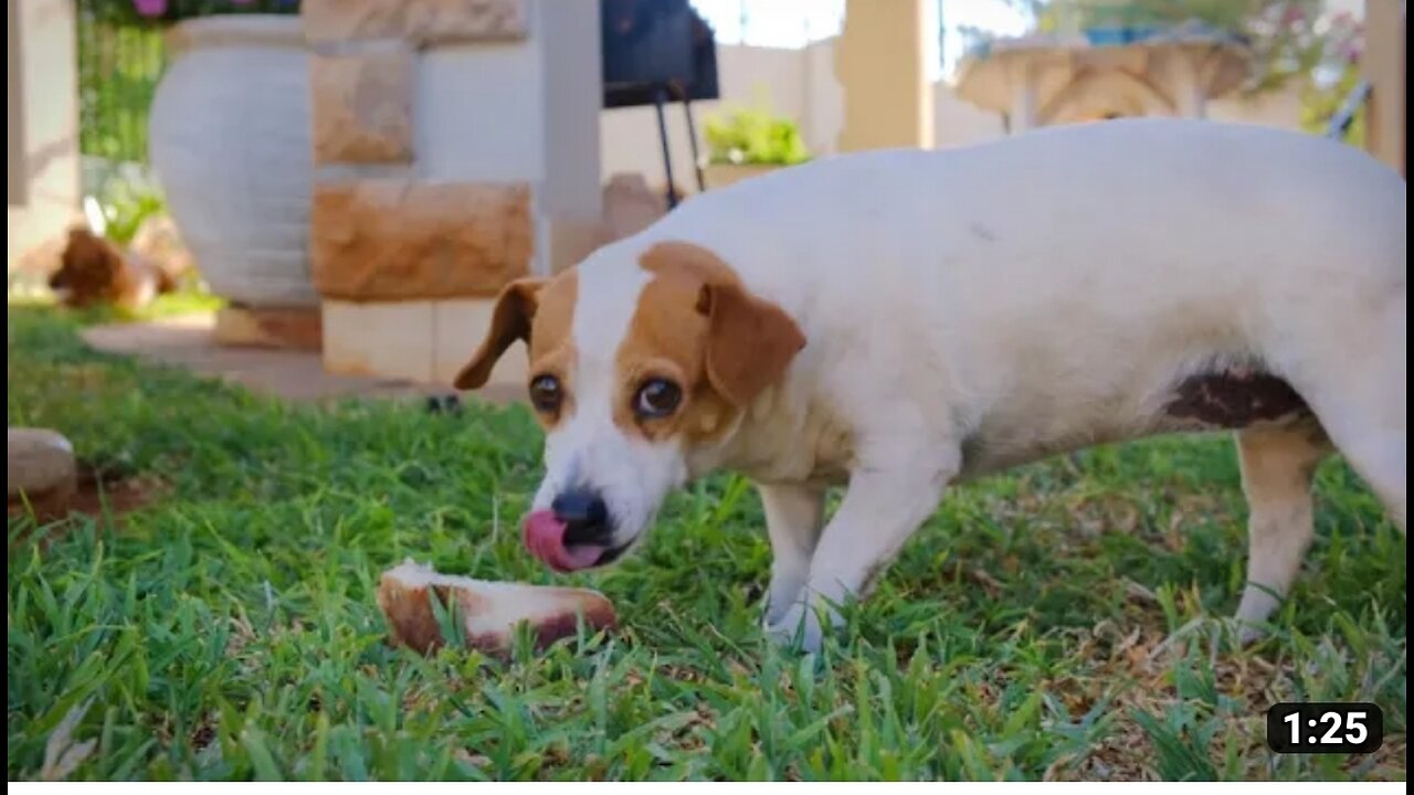 Dog eating video