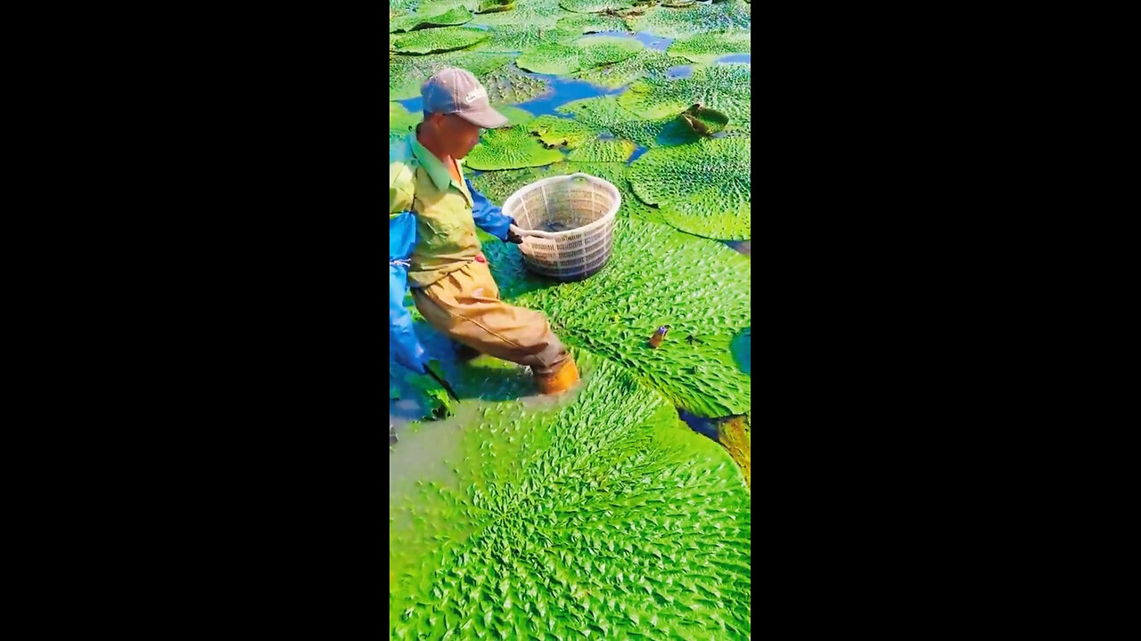 🌸 Harvesting This MASSIVE Lotus Today! 🌿🚜