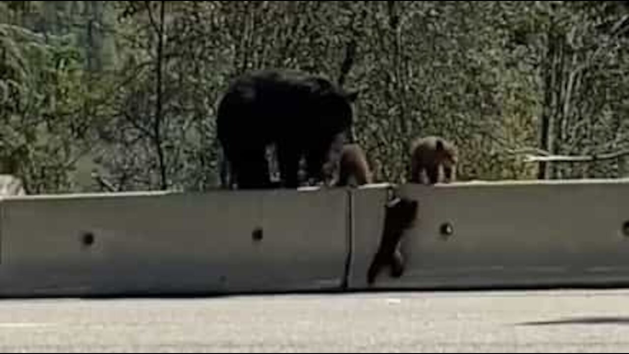 Bear cub learns how to climb barrier to reunite with family