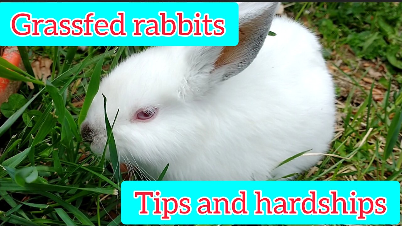 Grass feeding rabbits tips + hardships