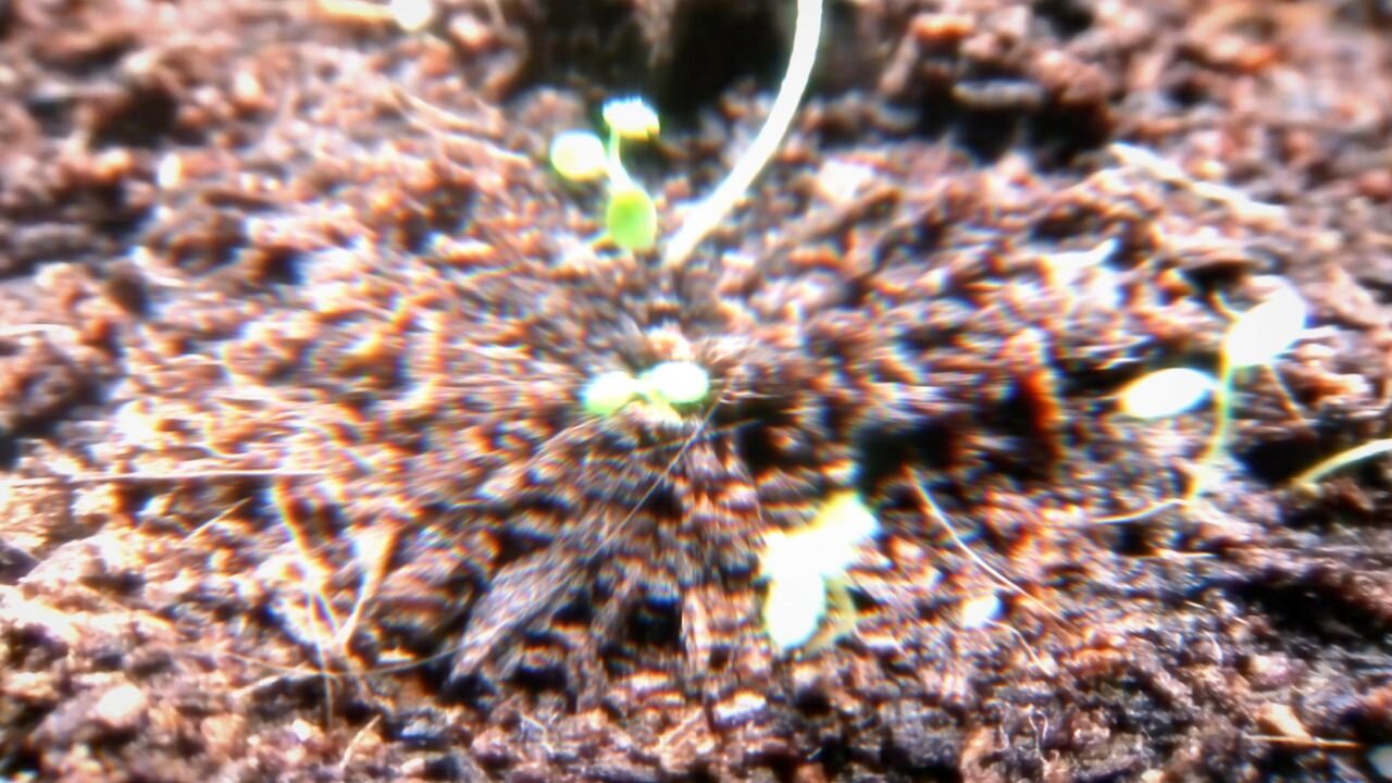 🍓🍓🍓Baby woodland strawberry seedlings are tiny! 🍓🍓🍓