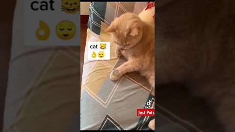 Smart Cat Magic #tiktok #cute #shorts #viral #funnyvideos