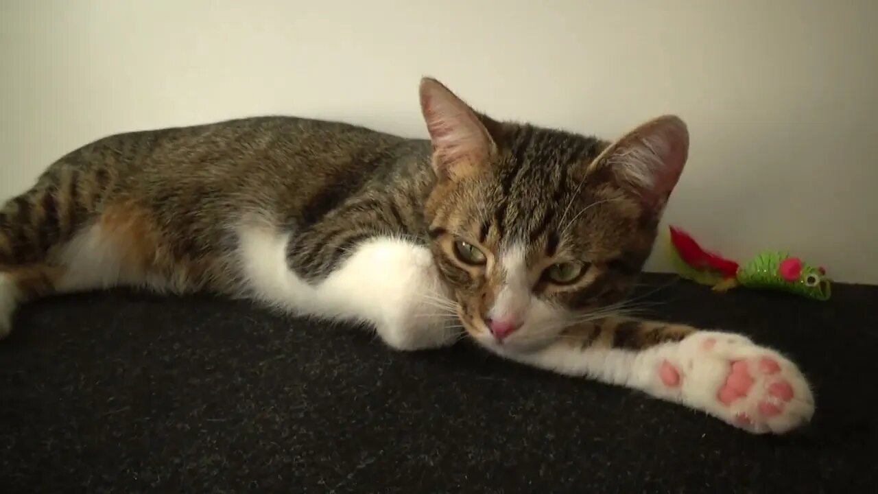 Cute Kitten Shows His Little Paw Beans