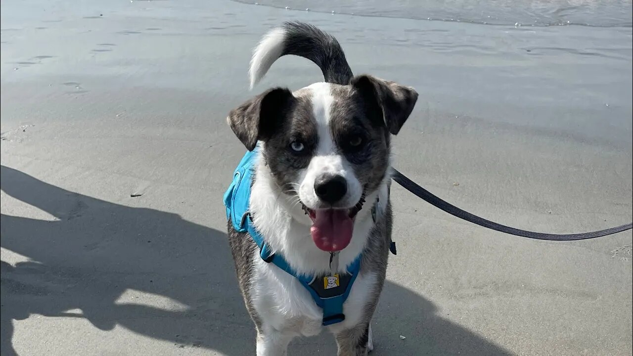 Aussie-mix and Corgis on Vacation - Hilton Head, South Carolina