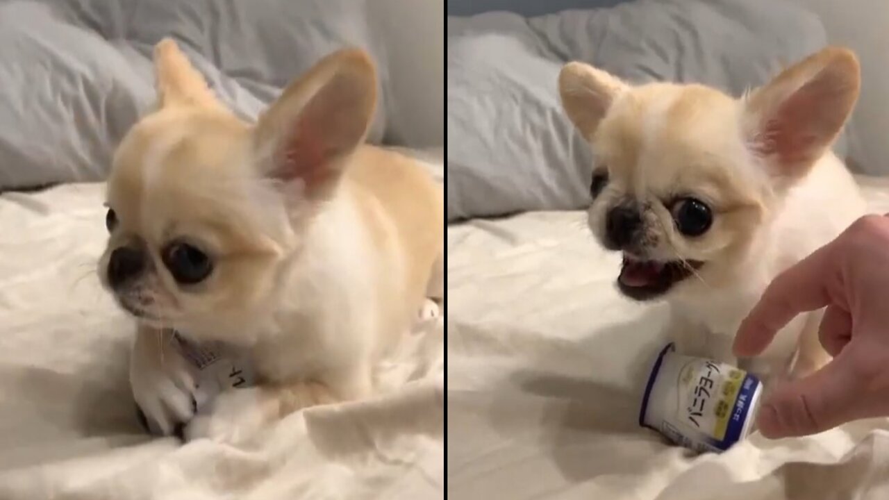 Cute puppy
