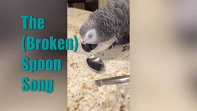 Einstein Parrot's Broken Spoon Song