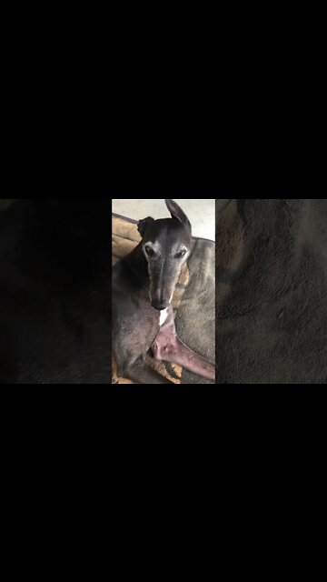 Disabled greyhound’s cute eyes. Too tired to keep her head up