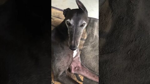 Disabled greyhound’s cute eyes. Too tired to keep her head up