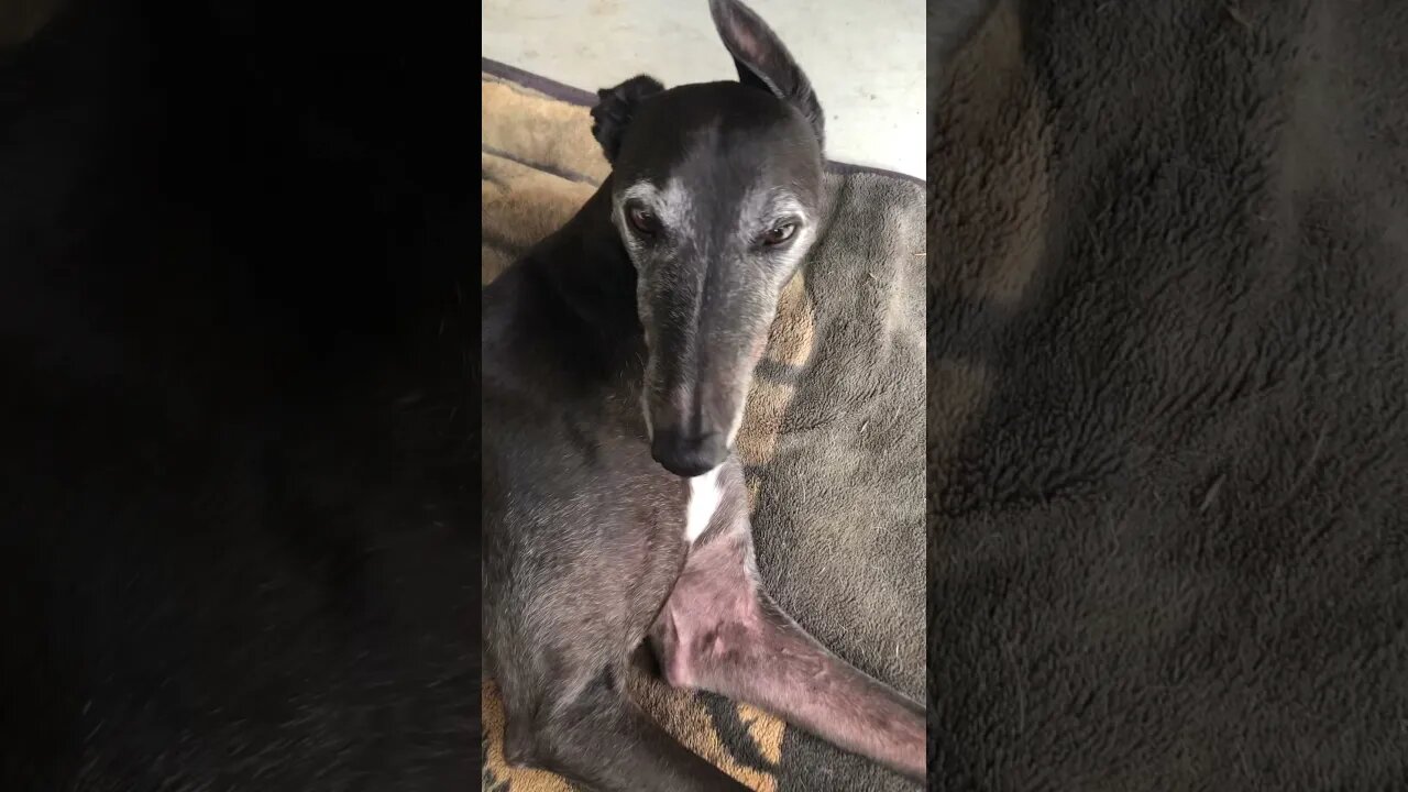 Disabled greyhound’s cute eyes. Too tired to keep her head up