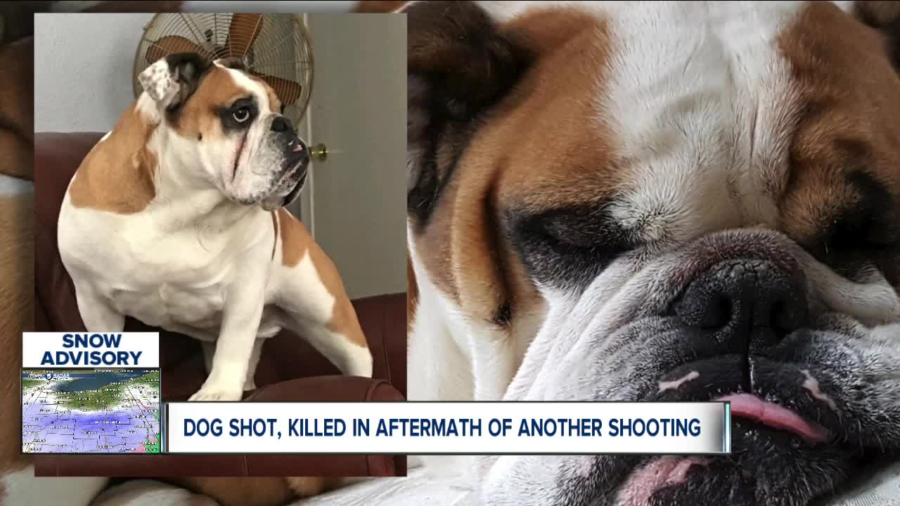 Woman's family pet killed by suspect running from police