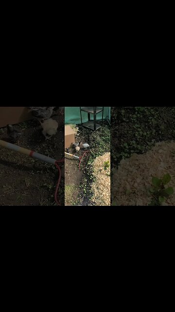 Adorable Baby Chickens: Playtime Fun in the Greenhouse - #Shorts