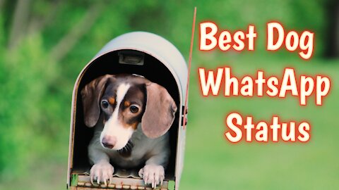 Best dog whatsapp status - cute dog lovers status for whatsapp