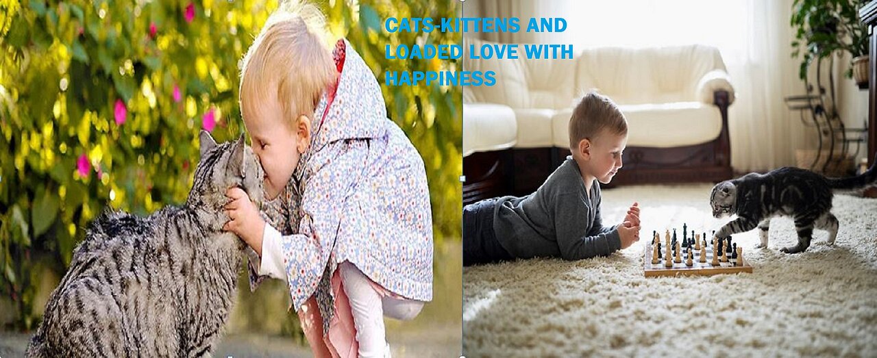 Cats make you feel good😂Videos of funny cats and kittens for children
