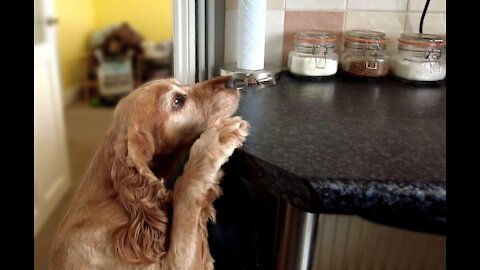 honey the cocker spaniel Wants a treat