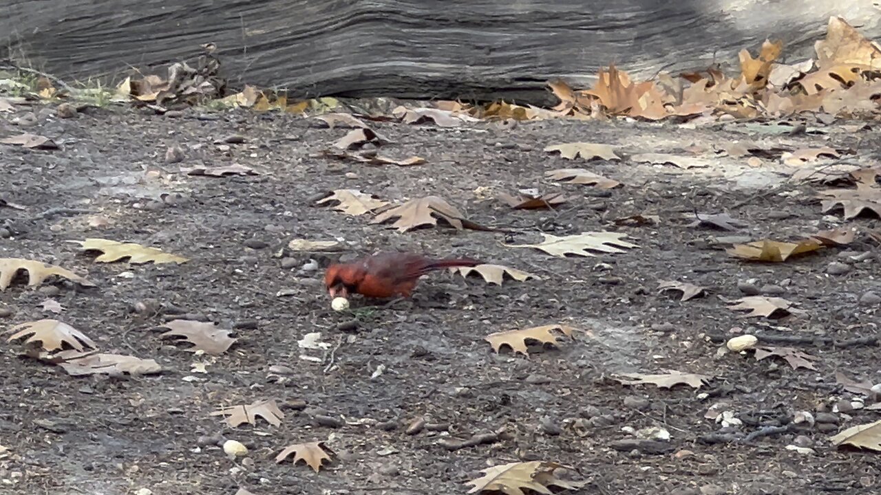 Male Cardinal lands a peanut