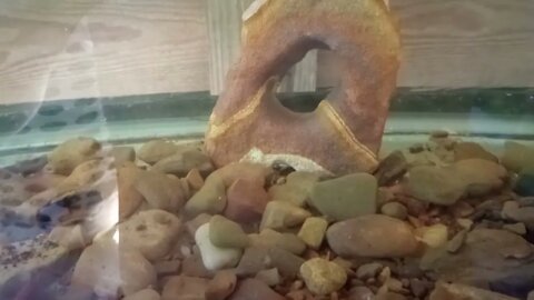 Name The Fish