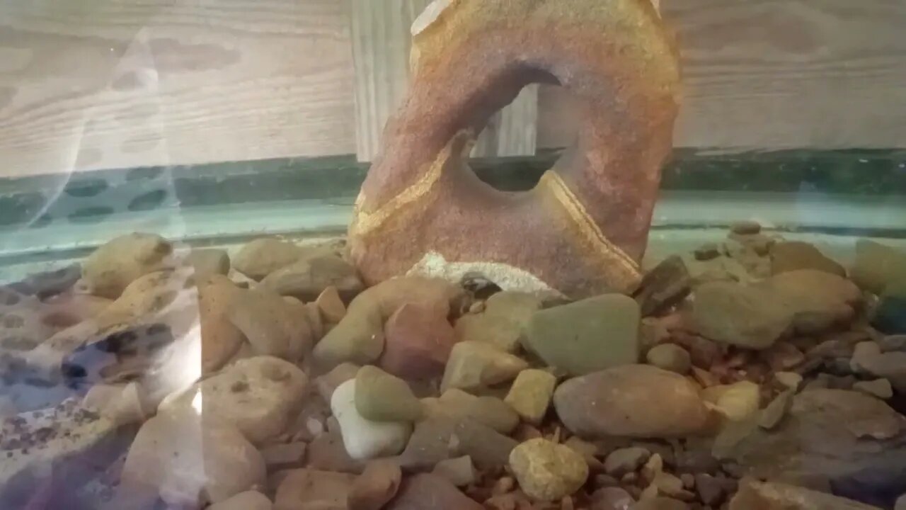 Name The Fish
