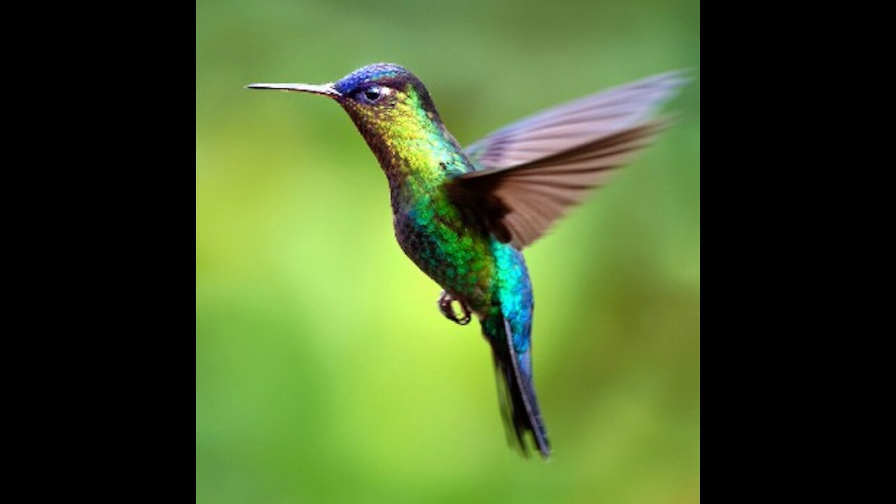 beautifully caught humming bird video